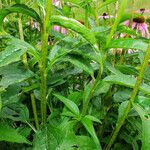 Echinacea purpurea Frunză