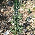 Euphorbia lathyris Leaf