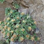 Teucrium pyrenaicum Hábito