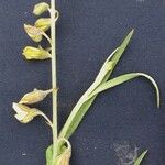 Crotalaria pilosa Anders