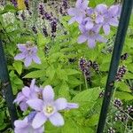 Campanula lactiflora पत्ता