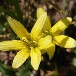 Gagea fragifera 花