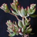 Echeveria pulvinata 整株植物