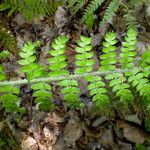 Polystichum braunii Likasa