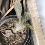 Opuntia polyacantha 葉