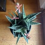 Aloe variegata Φύλλο