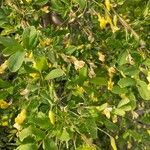 Caragana arborescens 葉