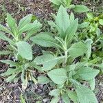 Verbascum thapsus Leaf