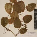 Smilax menispermoidea Other