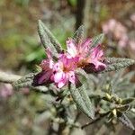 Rhododendron pubescens Flor