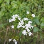 Valeriana montana Blüte