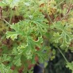 Pelargonium trifidum Leaf