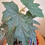 Begonia aconitifolia Blad