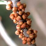 Pycnandra intermedia Frucht