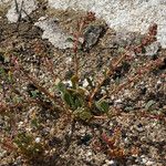 Calyptridium monandrum Habit