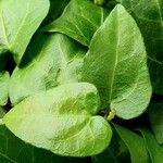 Dipogon lignosus Leaf