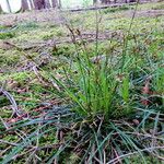 Carex digitata Характер