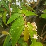 Begonia aconitifolia Blad