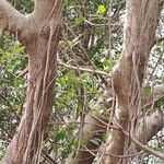 Ficus microcarpa Foglia