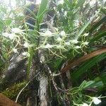 Angraecum expansum Habit