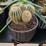 Parodia lenninghausii Fuelha