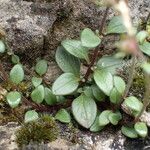 Chaenorhinum origanifolium Leaf