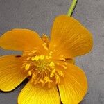 Ranunculus acris Çiçek