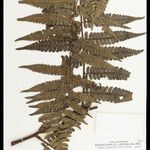 Cyathea cyatheoides Folla