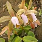 Cattleya forbesii Flower