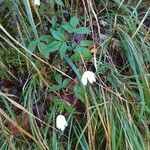 Anemone trifolia 花