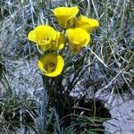 Calochortus aureus Blüte