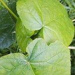 Croton macrostachyus Yaprak