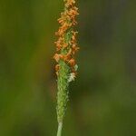 Alopecurus geniculatus Blüte