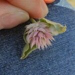 Gomphrena nitida Blüte