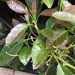 Ficus lutea Folha