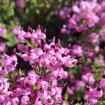 Erica umbellata Flower