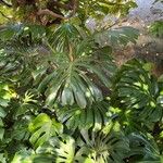 Monstera deliciosaFuelha