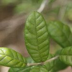 Combretum constrictum Deilen