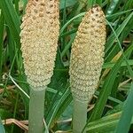 Equisetum arvenseFlower