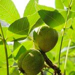 Carya glabra Fruit