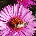 Symphyotrichum novae-angliae Blüte
