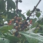 Coffea canephora Fruto