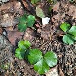 Coptis trifolia Hoja