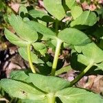 Euphorbia helioscopia Rhisgl