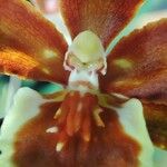 Oncidium crocidipterum Flor