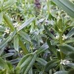 Galium verrucosum花