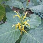 Justicia aurea Flor
