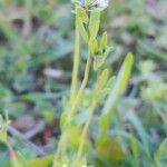Linaria micrantha Други