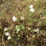 Abronia pogonantha Habit