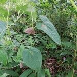 Dioscorea bulbifera ഇല